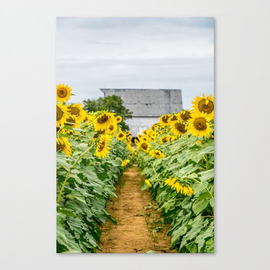 Follow the Yellow Flower Road Canvas Print