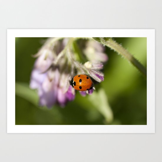 Ladybird in Spring Art Print