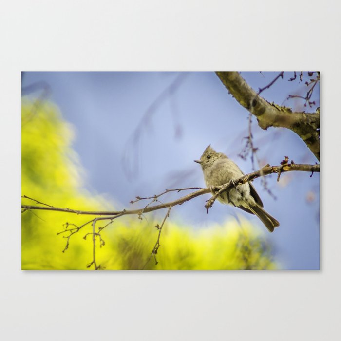 Spring time Bird, Nature Photography, Spring, Wall Art, Wall Hanging Canvas Print