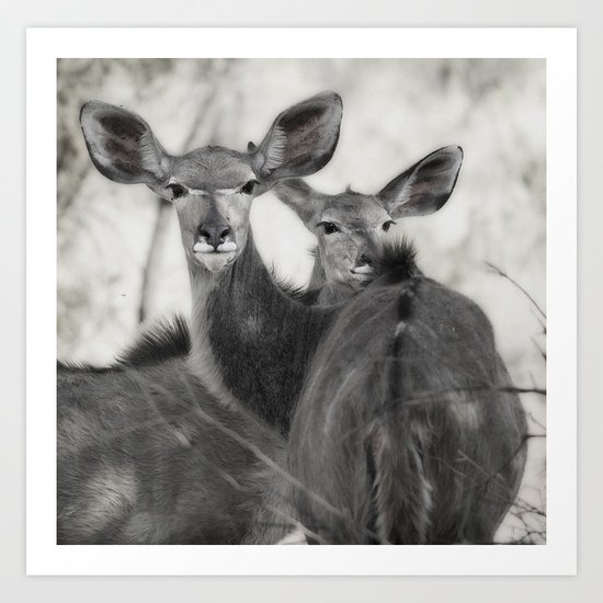 Kudu Art Print