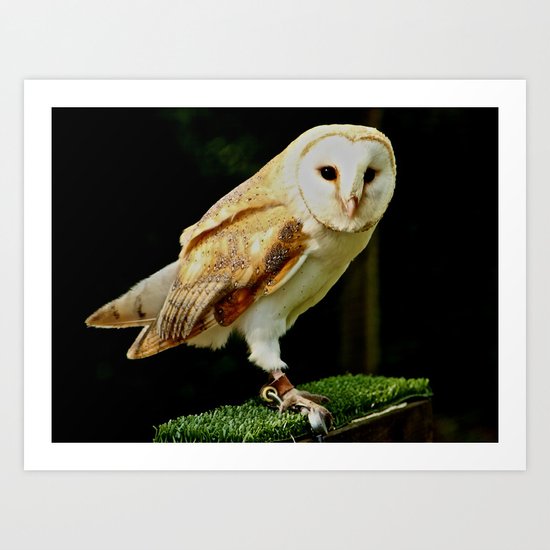Barn Owl Art Print