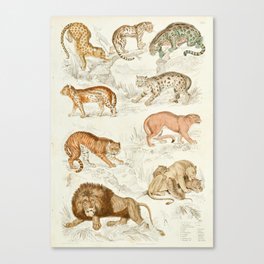 Wild Cats Vintage Jungle Animal Print, 1800s Canvas Print