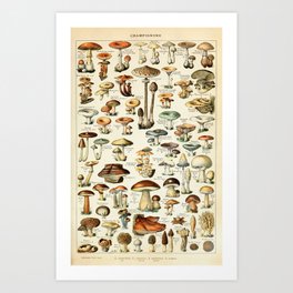 Vintage Mushroom & Fungi Chart by Adolphe Millot Art Print