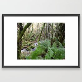 Forest Stream in Galicia Framed Art Print
