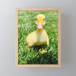 Vanilla the Duckling Photograph Framed Mini Art Print
