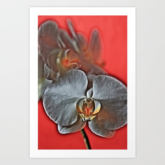 Orchids HDR Art Print