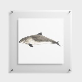Harbour porpoise Floating Acrylic Print