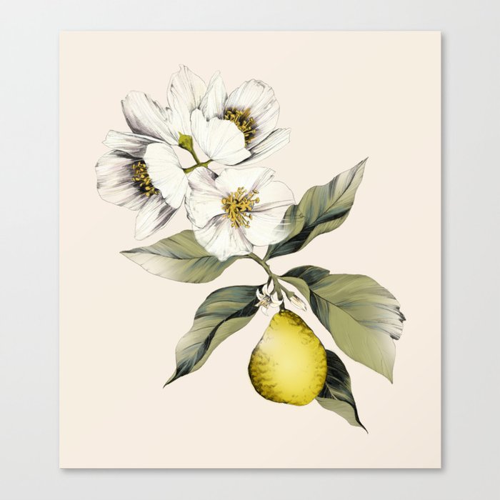 Bergamot Flower Illustration