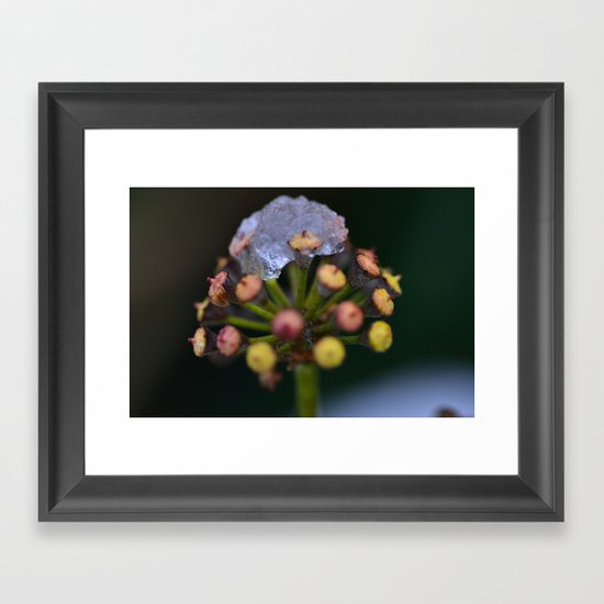 Snow On The Wild Ivy Framed Art Print