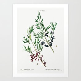 Wild olive (Olea europaea, sylvestris)  (1801–1819) by Pierre-Joseph Redouté. Art Print