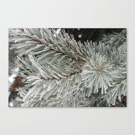 Frosted Pine Needles Canvas Print