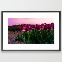 Close-up of pink Tulip in a flower field Framed Art Print