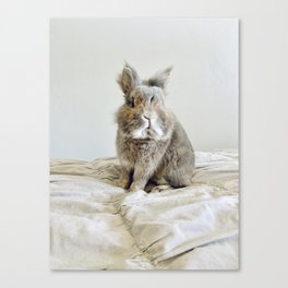 bunny Canvas Print