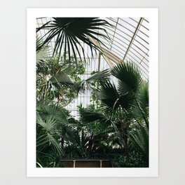 Conservatory with Palms Art Print