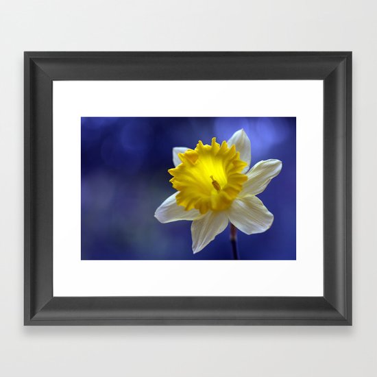 Daffodil in blue 9854 Framed Art Print