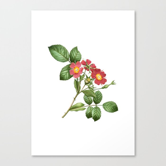 Vintage Redleaf Rose Botanical Illustration on Pure White Canvas Print