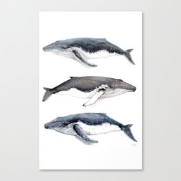 Humpback whales Canvas Print