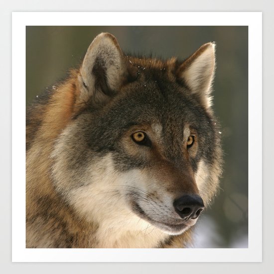 Lone Wolf Art Print