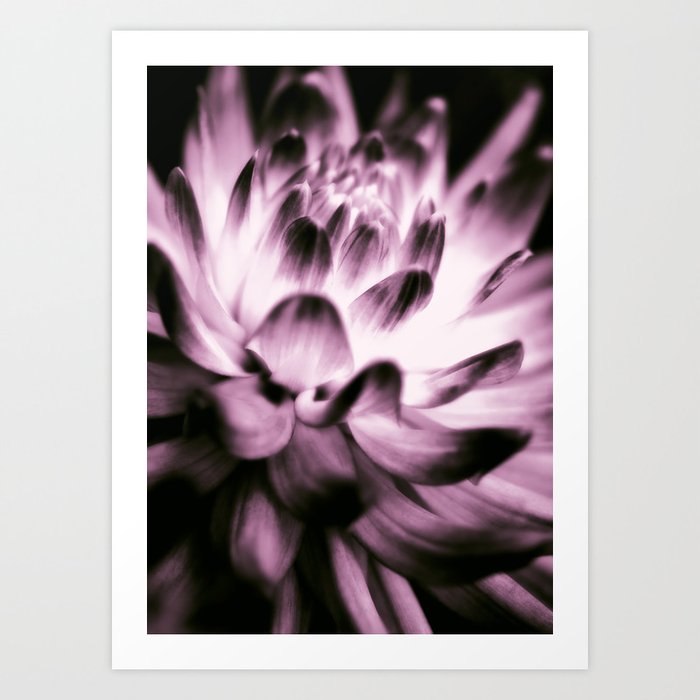 Soft Pink Dynamic Dahlia Art Print