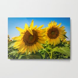 Two of a Kind - A Pair of Sunflowers on an Autumn Day in Kansas Metal Print | Flowers, Sunflowerfield, Blue, Autumn, Nature, Digital, Kansas, Country, Yellow, Photo 