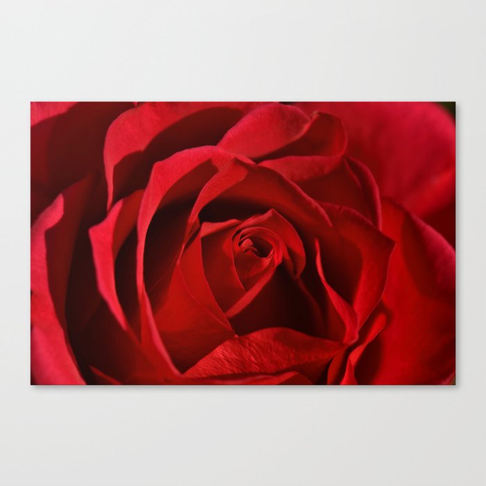 Red rose 0164 Canvas Print