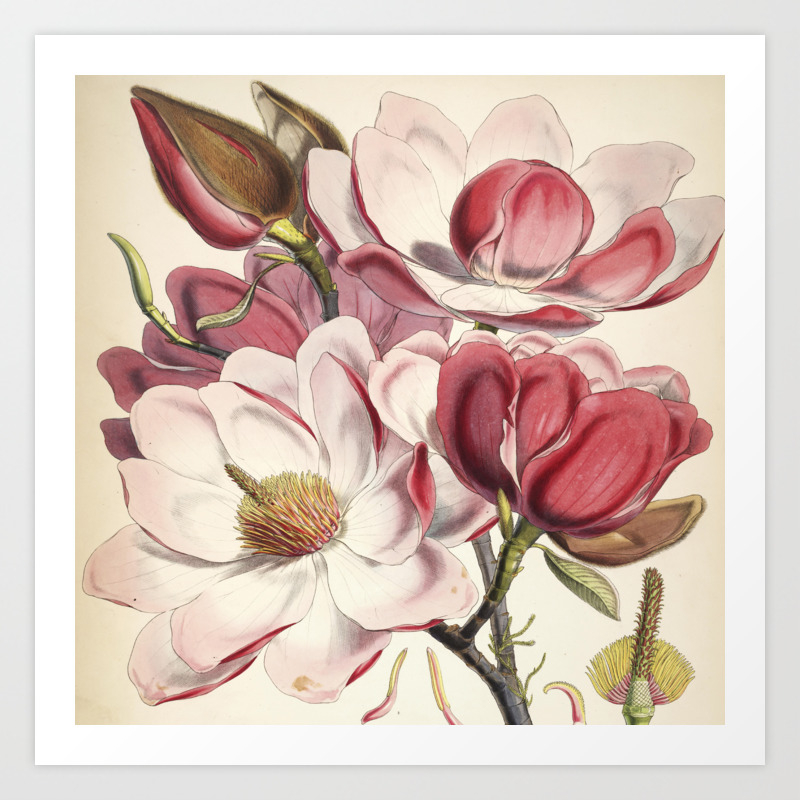 Vintage Floral Sketch Flowers Vintage Painting Art Print By
