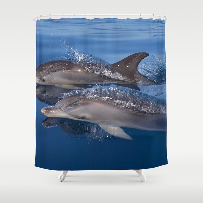 Beautiful Spotted dolphins Stenella frontalis Shower Curtain