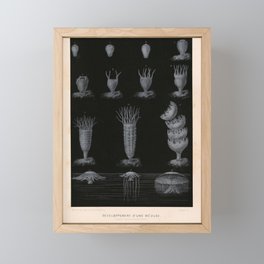 Jellyfish development from "Le Monde de la Mer," 1866 (benefitting The Nature Conservancy) Framed Mini Art Print