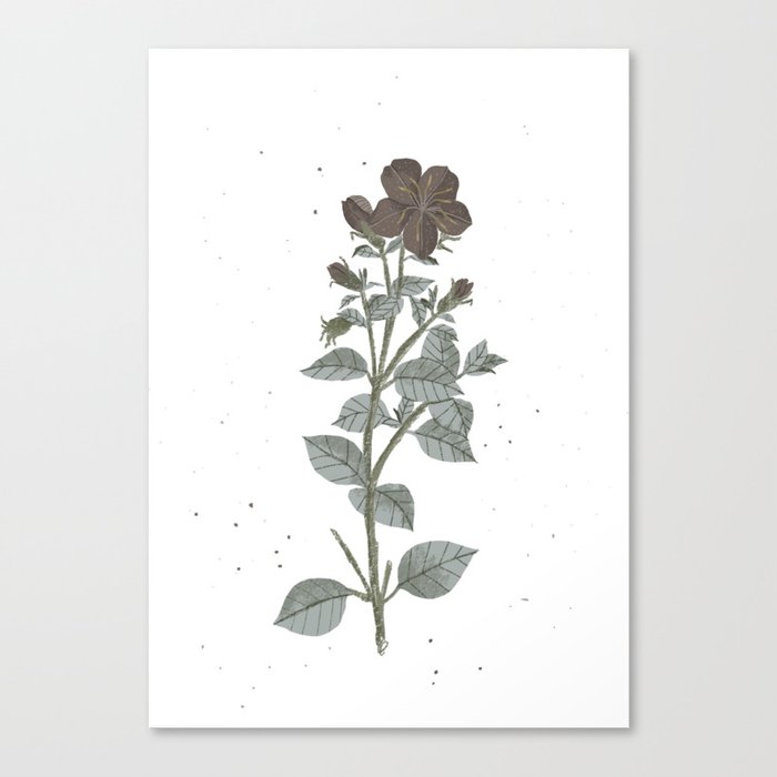 Solely a flower Canvas Print