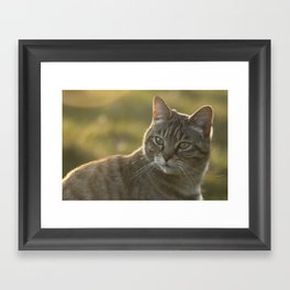 Tabby cat Framed Art Print