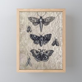 Moth studies Framed Mini Art Print