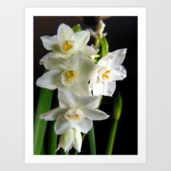 Paperwhites Art Print