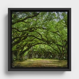 Oak Alley plantation New Orleans Louisiane Framed Canvas