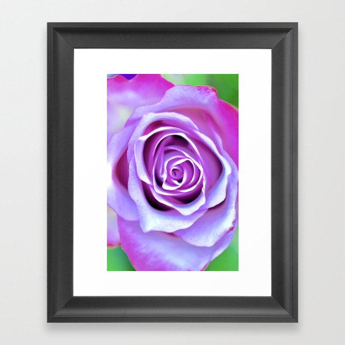 Pink-Purple Rose Blooming Framed Art Print