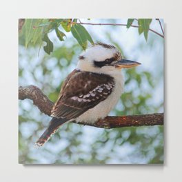 Early Morning Wake Up Call Metal Print | Kingfisher, Eucalyptus, Hdr, Gumtree, Digital, Bird, Kookaburra, Photo, Laughing, Native 