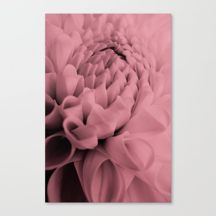 Majestic Soft Pink Dahlia Macro Canvas Print