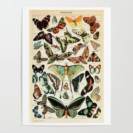 Papillon I Vintage French Butterfly Charts by Adolphe Millot Poster