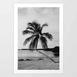 Palm tree Key Islamorada USA Black&White | Fine Art Travel Photography Art Print