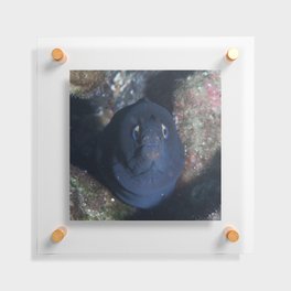Black Moray Eel (Muraena Augusti) Floating Acrylic Print