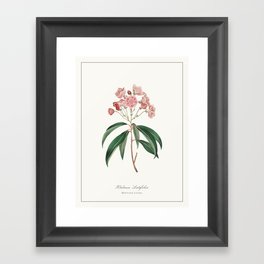 Mountain Laurel Watercolour Botanical Framed Art Print