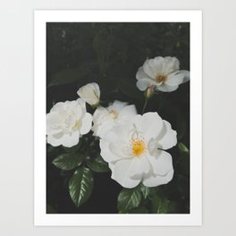 White Roses Art Print