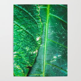 closeup green leaves texture background Poster