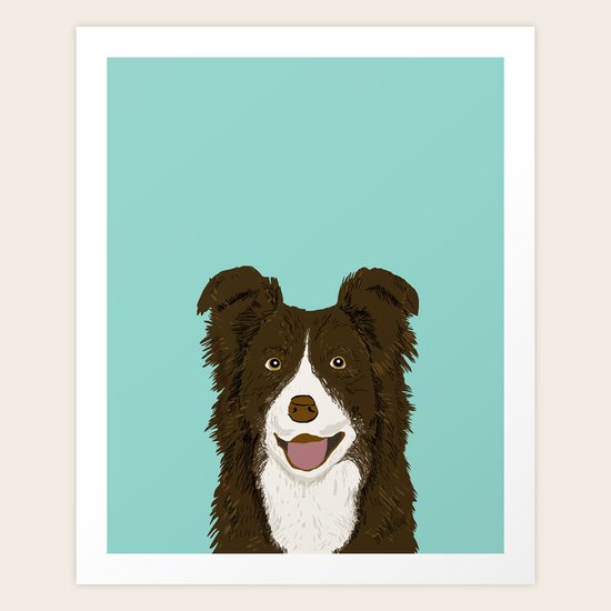 Border Collie chocolate brown cute working dog breed ...