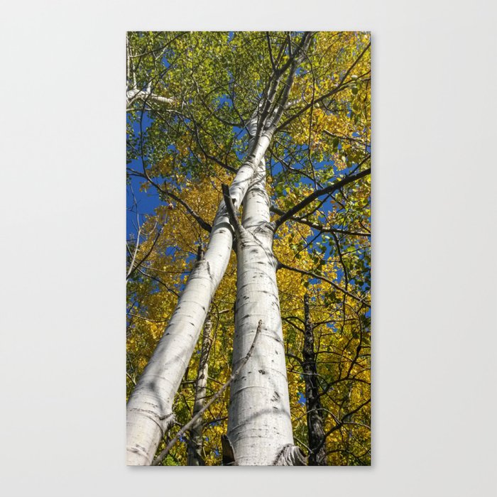 Fall Birch Canvas Print