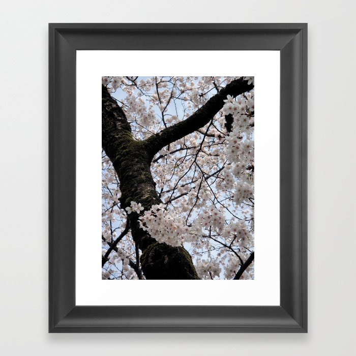 Sakura Blooming (Japan) Framed Art Print