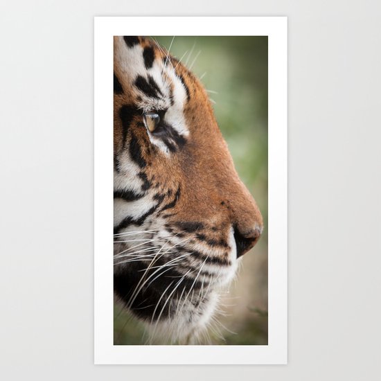 Tiger Portrait Art Print