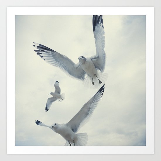 Seagull {Three} Art Print