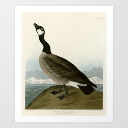 Hutchins's Barnacle Goose by John James Audubon Art Print