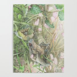 Toad with Cherry Blossom Petals Poster