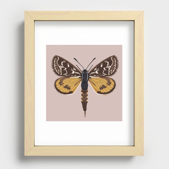 Golden Sun Moth Recessed Framed Print